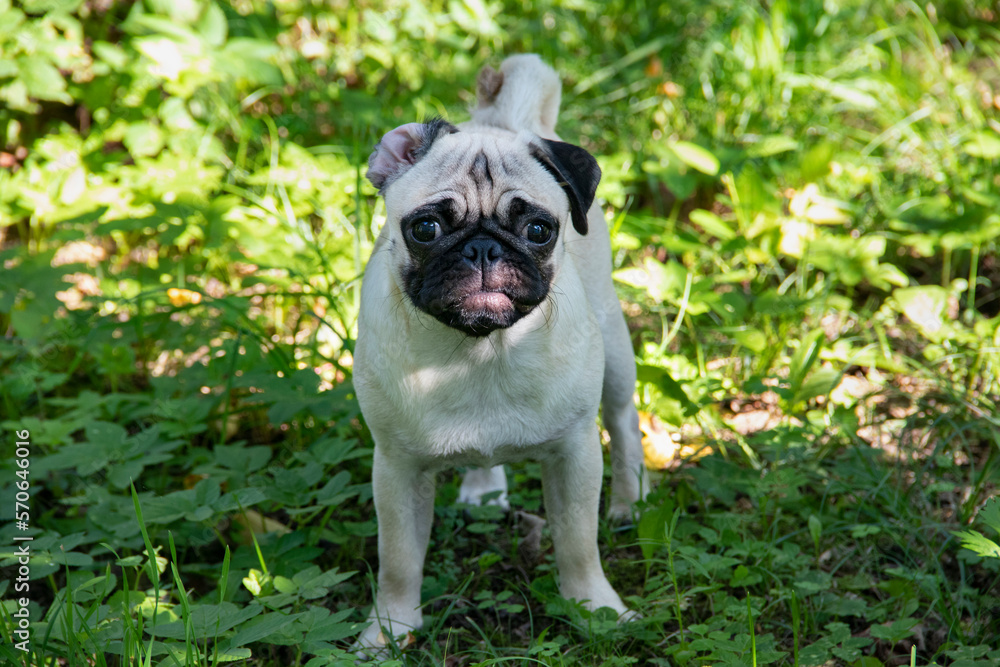 A pug dog with one cute wrapped ear standing on green grass. A light-colored dog during outside walk
