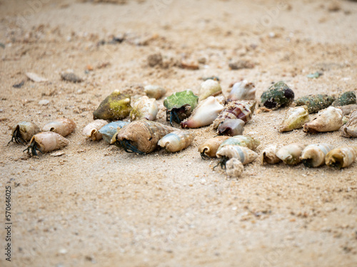 a group of beach snails are trying to walk towards the sea