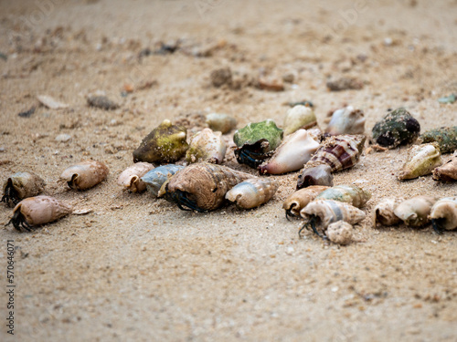 the beach snail troops are racing to head towards the sea water