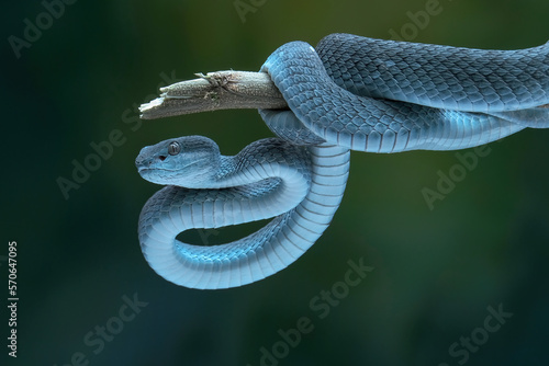 insularis blue viper on branch