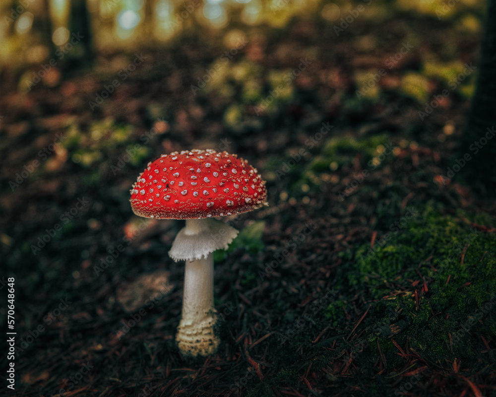 Toadstool mushroom