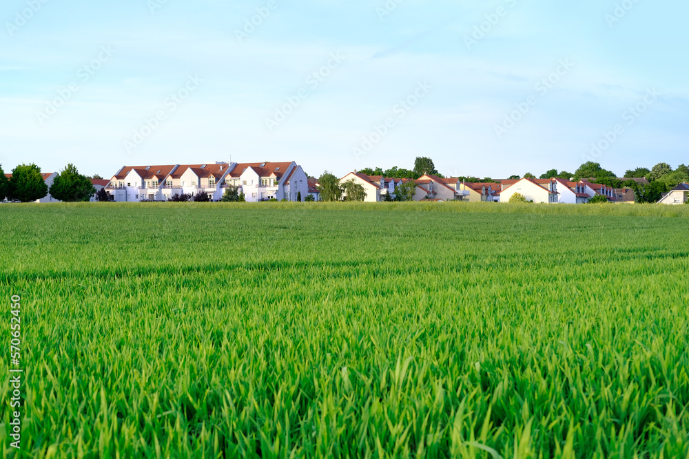 beautiful summer landscape, blue sky with clouds, green fields of ripening wheat, houses, trees in background, concept of rich harvest of bread, grain import, export abroad, growing crops