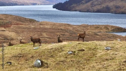 Majestic Red Deer Stags in the Scottish Highlands Aerial View photo