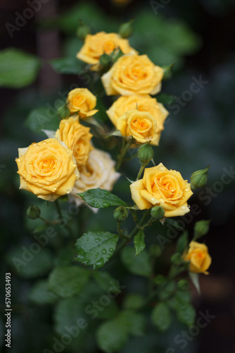 Yellow rose bush in the summer garden after rain