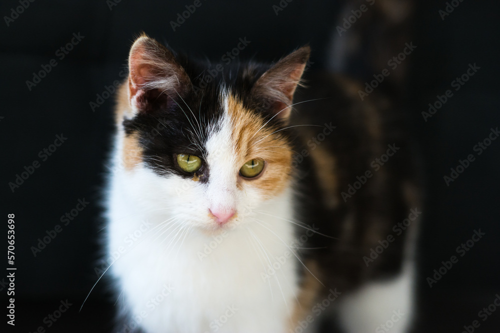 Portrait of a calico cat at home. Calico cats are domestic cats with a spotted or particolored coat that is predominantly white, with patches of two other colors.