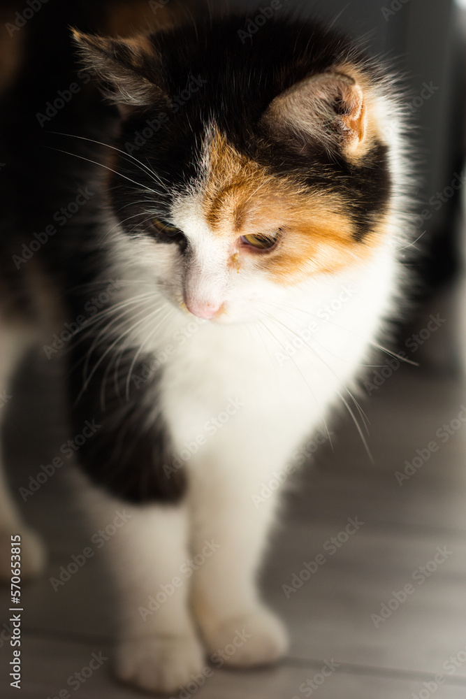 Portrait of a calico cat at home. Calico cats are domestic cats with a spotted or particolored coat that is predominantly white, with patches of two other colors.