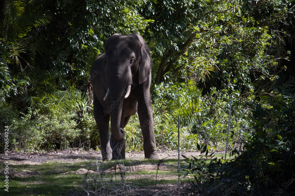 Fototapeta premium elephant in the zoo