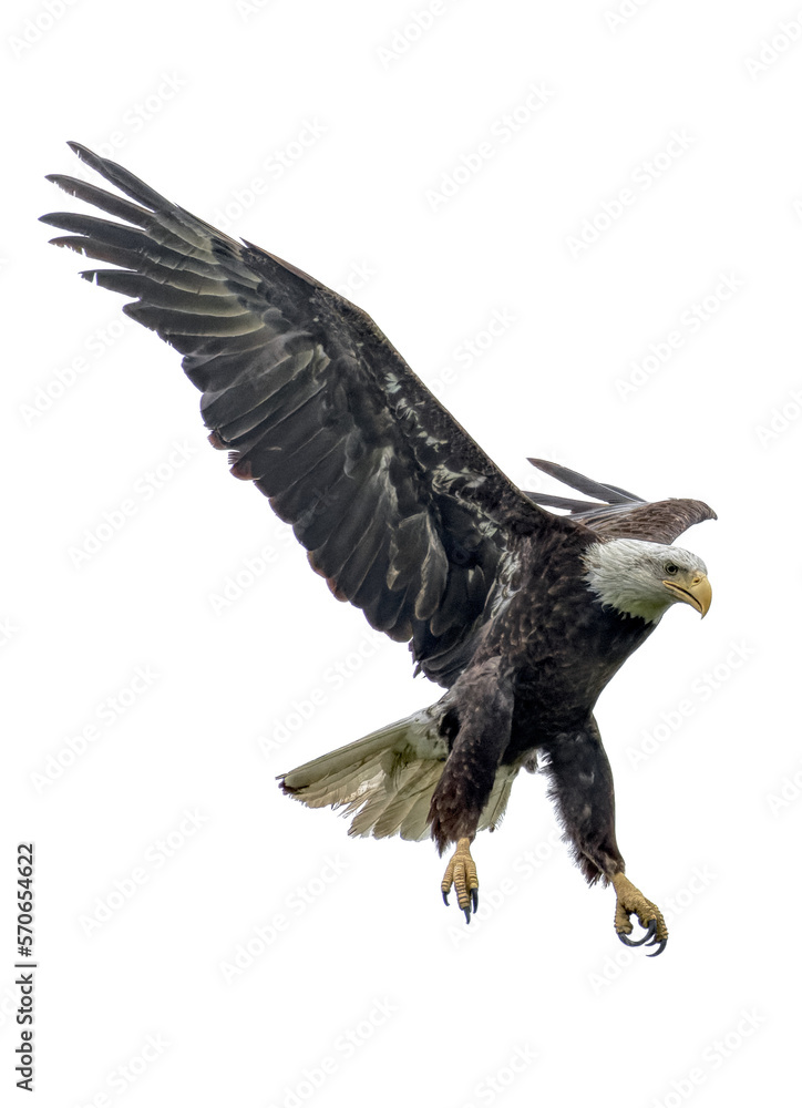 Obraz premium Bald eagle. Haliaeetus leucocephalus