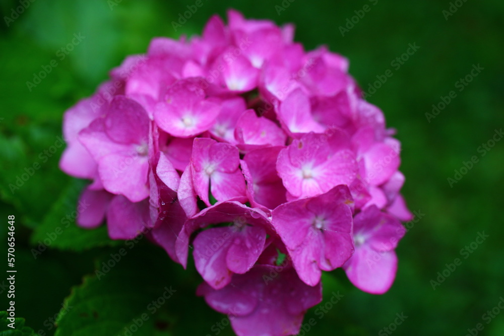 Hortensja ogrodowa hydrangea macrophylla Hortensja ogrodowa hydrangea macrophylla
