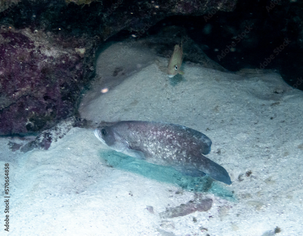 Fototapeta premium Greater Soapfish