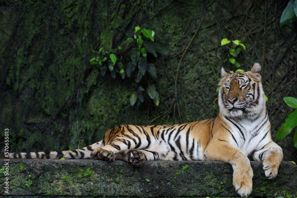 Close up Indochinese tiger is beautiful animal and dangerous in forest Close up Indochinese tiger is beautiful animal and dangerous in forest