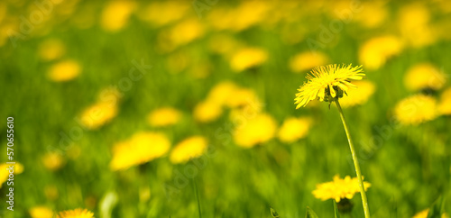Dandelion close-up on a green meadow among blurred yellow flowers. Background