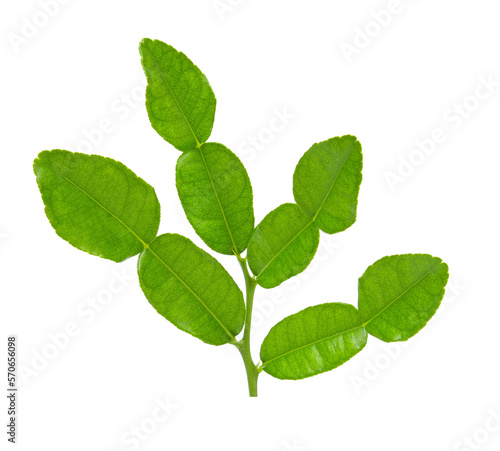 Kaffir lime leaves on transparent png © tapaton