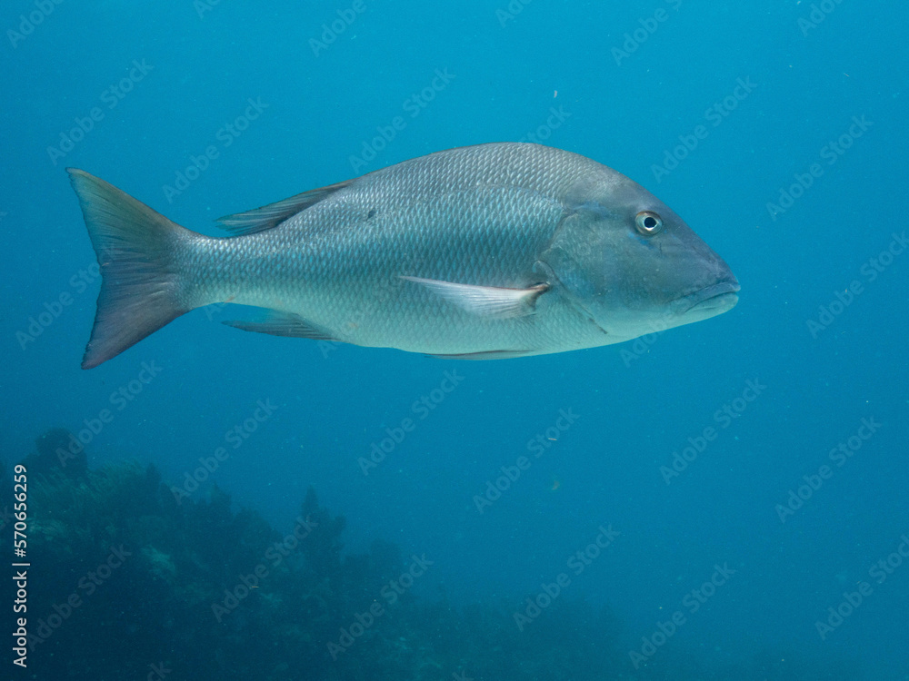 Mutton Snapper