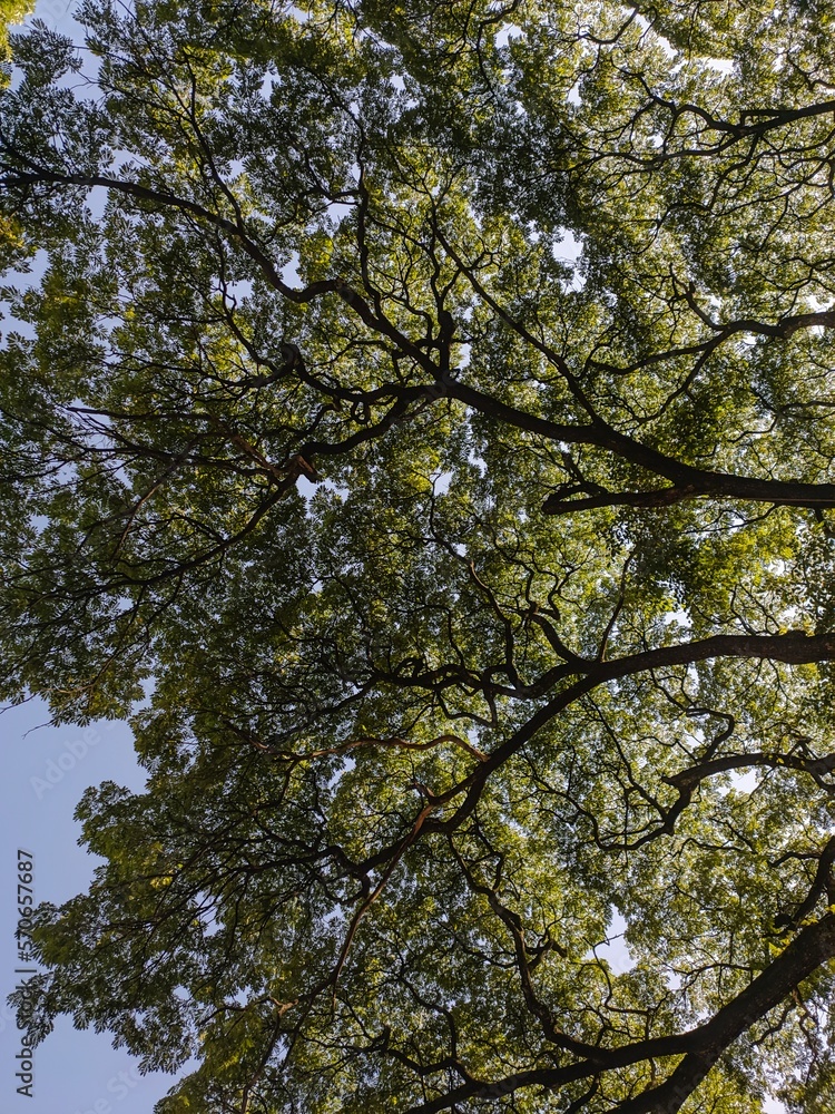 trees in spring