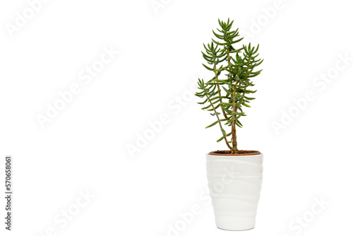 Tetragona crassula miniature pine tree succulent plant isolated on white background
