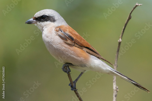 Red-backed shrike - Lanius collurio perched with green background. Photo from Kruger National Park in South Africa. © PIOTR