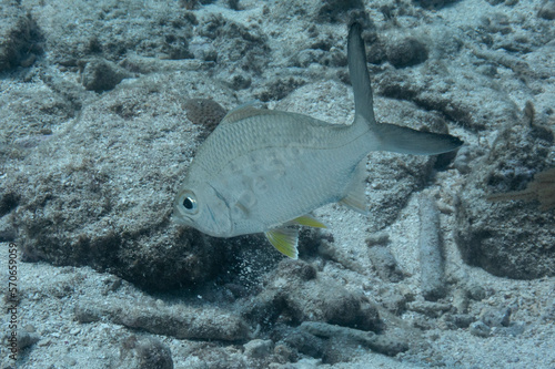 Yellowfin Mojarra photo