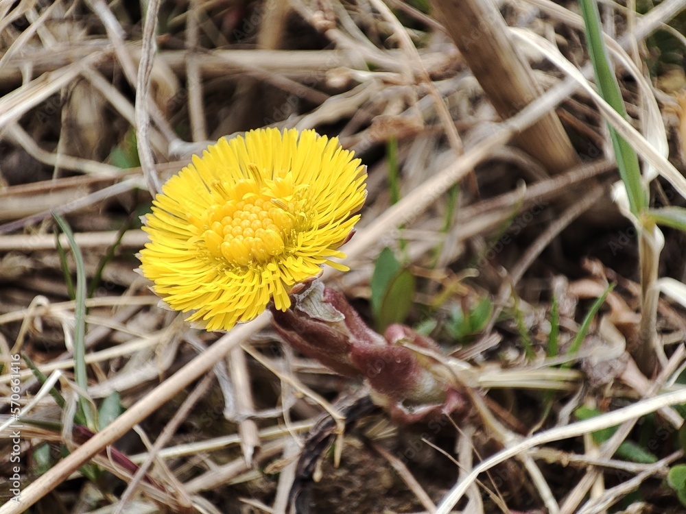 yellow coltsfoot flower bloomed in a spring field yellow coltsfoot flower bloomed in a spring field