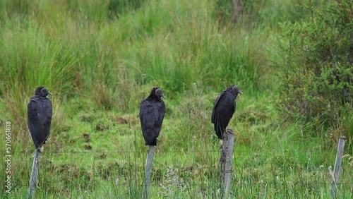 Black american vulture sitting on pole along the carretera austral