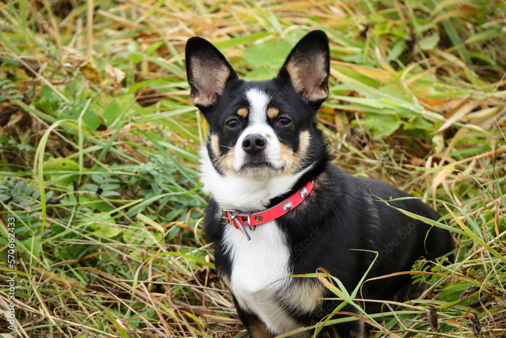 Chihuahua mixed black, brown and white cute dog in red collar on a walk in green and yellow long grass Chihuahua mixed black, brown and white cute dog in red collar on a walk in green and yellow long grass