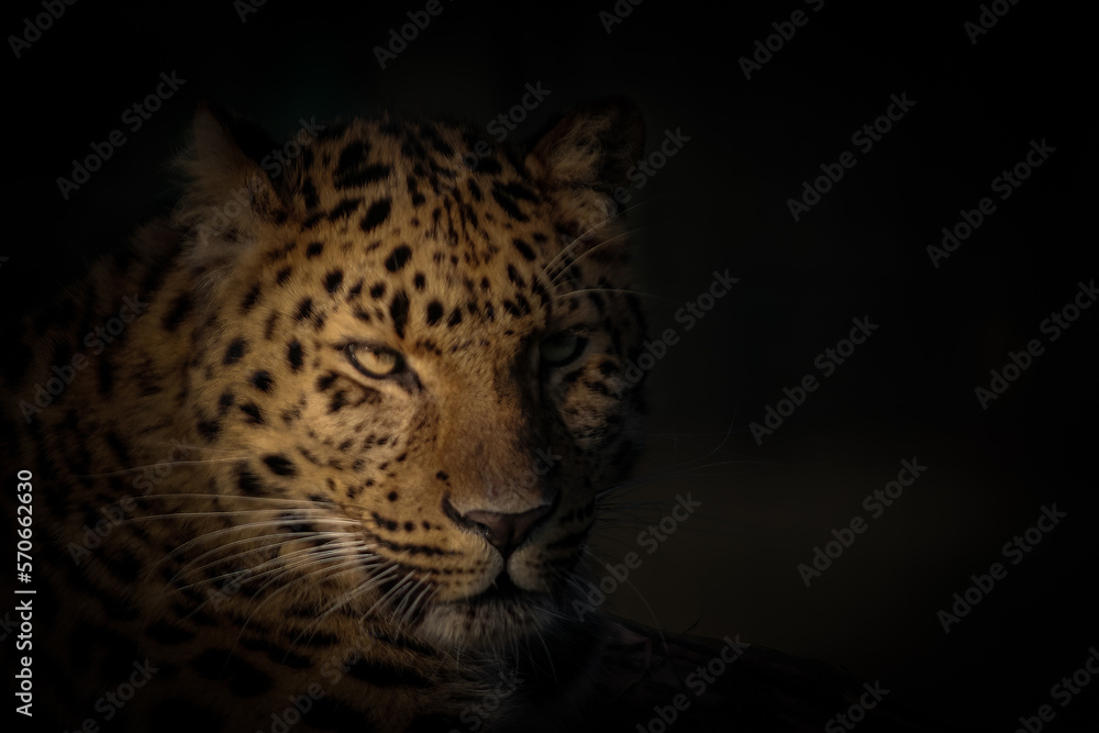 Obraz premium Amur leopard with a low key background