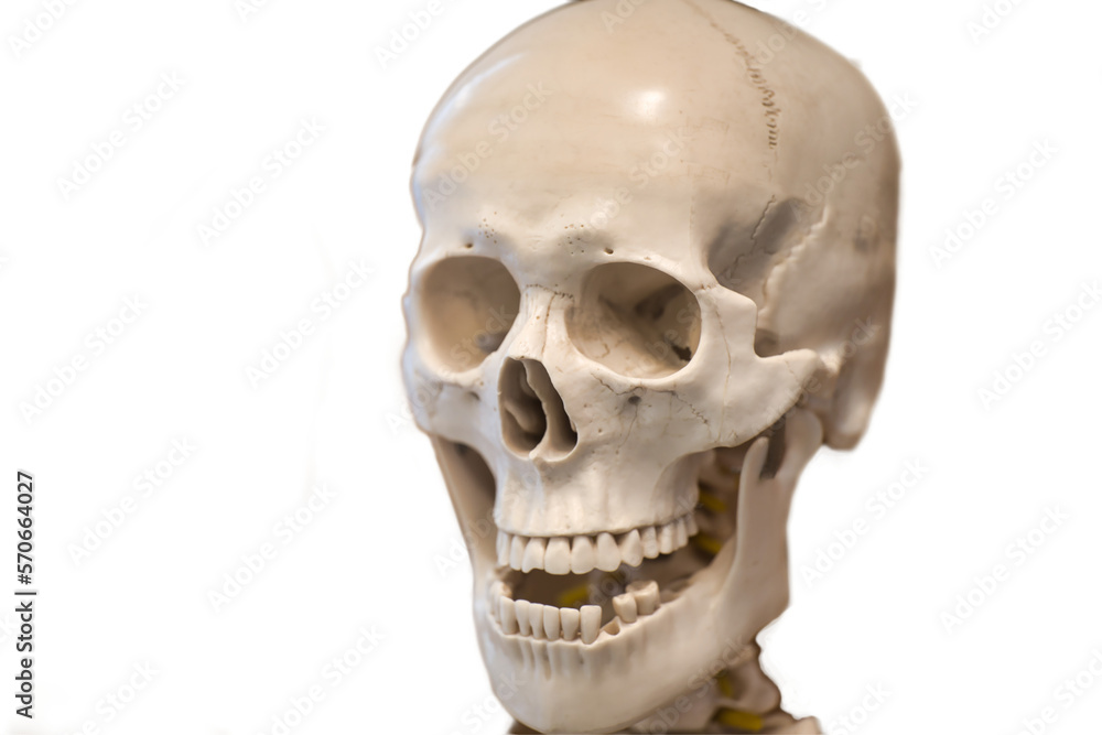 human skull isolated on white style creepy hell grave life decay biological examination healthcare dangerous shock skulls crime crazy criminal disease doctors ghost hazard hazardous loss risk scared human skull isolated on white style creepy hell grave life decay biological examination healthcare dangerous shock skulls crime crazy criminal disease doctors ghost hazard hazardous loss risk scared