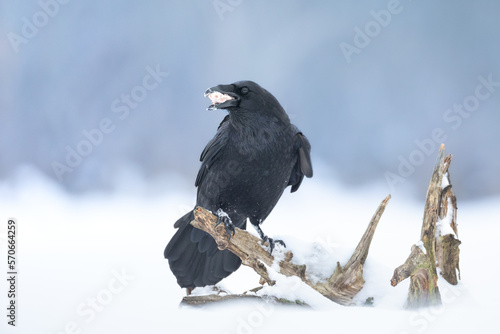 Bird beautiful raven Corvus corax North Poland Europe, winter time