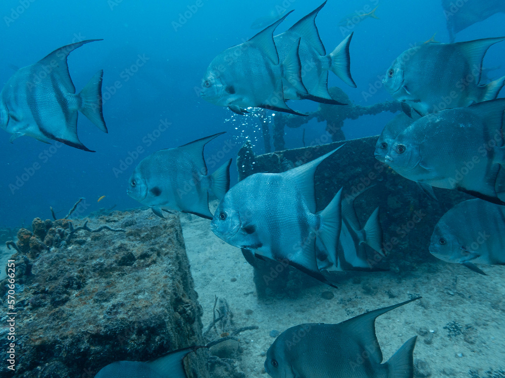 Fototapeta premium Atlantic Spadefish