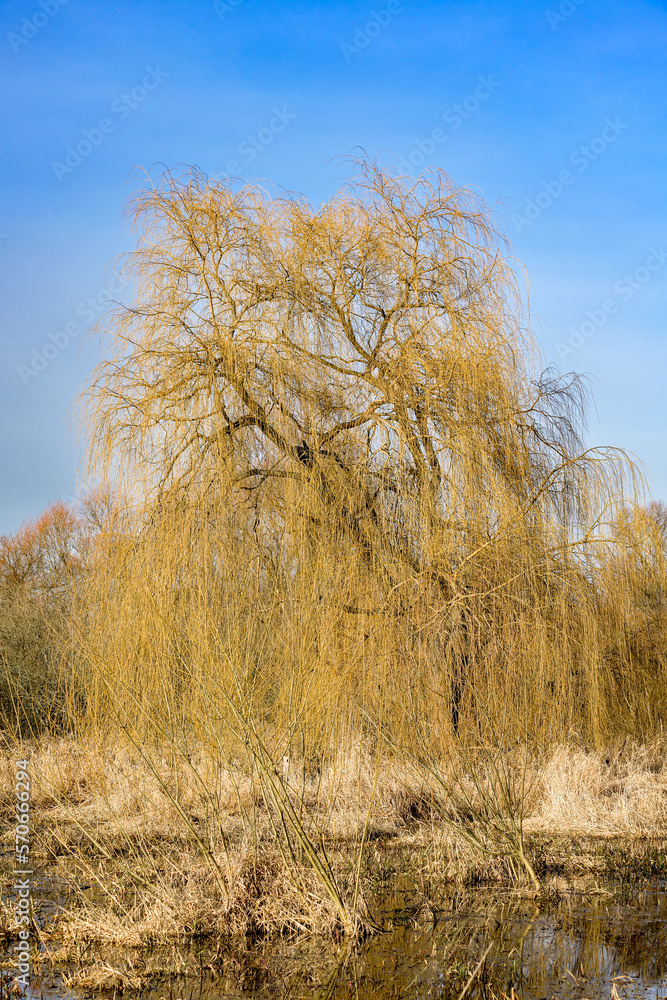 Fototapeta premium Weide im winterlichen Tegeler Fliess