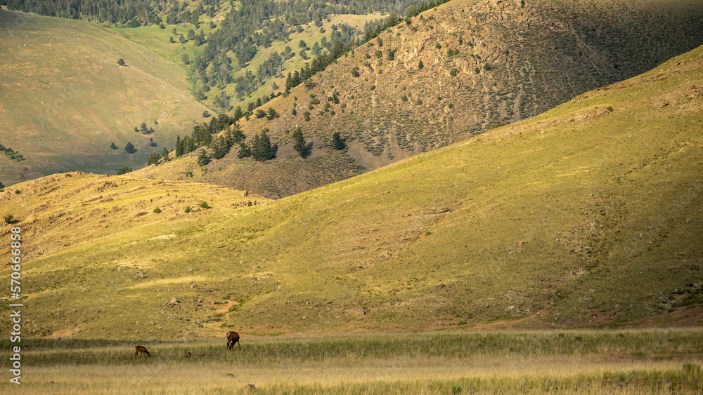 Fototapeta premium Mother and Calf Elk Graze Alone Below The Hills Near Gardiner