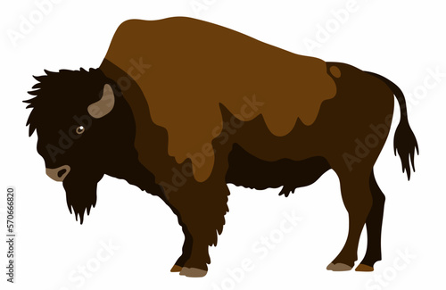 Bison vector illustration isolated on white