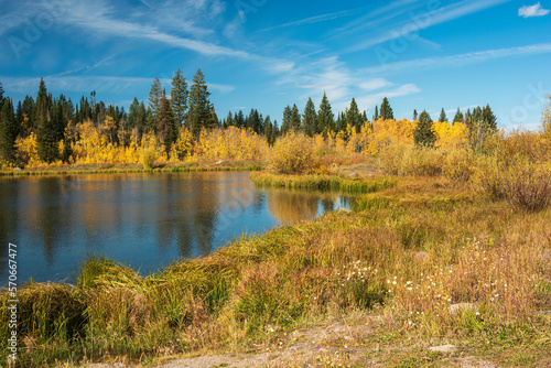 Autumn scene on western Colorado's Grand Mesa with golden aspen trees and Blue Spruce