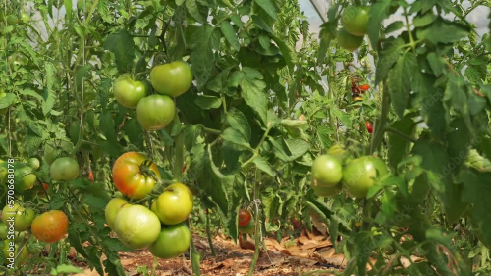 Ripe red and green tomatoes flourishing in an urban greenhouse. Examining fresh organic produce before harvest. Organic harvest in a city garden. Greenhouse farming and modern agriculture. Ripe red and green tomatoes flourishing in an urban greenhouse. Examining fresh organic produce before harvest. Organic harvest in a city garden. Greenhouse farming and modern agriculture.