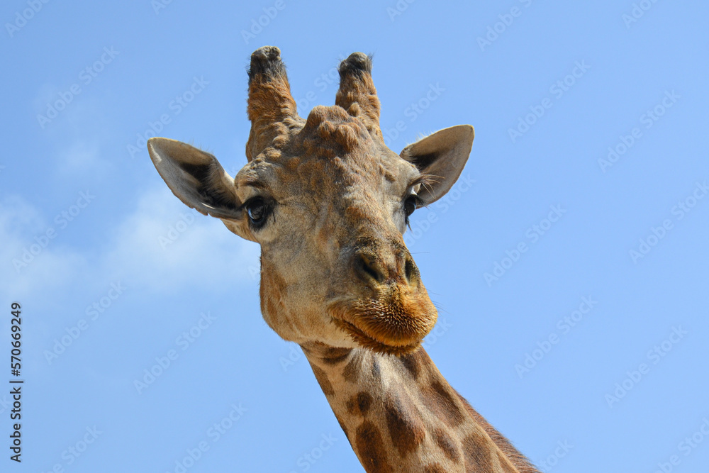 Naklejka premium giraffe with blue sky in the background