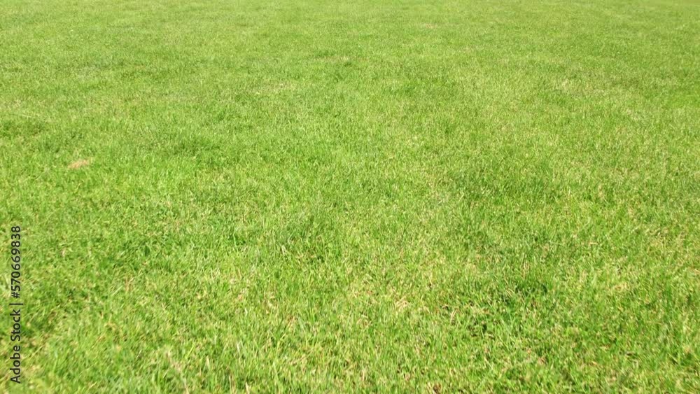 Green grass close up on sunny day. Football field with green grass at summer. Empty sport stadium for games and activity. Green grass close up on sunny day. Football field with green grass at summer. Empty sport stadium for games and activity.