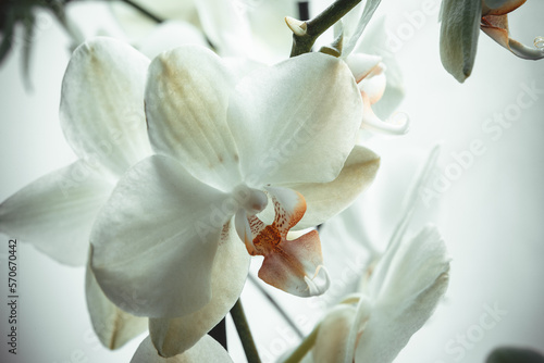 Orchid flowers on white background. Bloom phalaenopsis orchids for publication, design, poster, calendar, post, screensaver, wallpaper, postcard, banner, cover, website. High quality photo