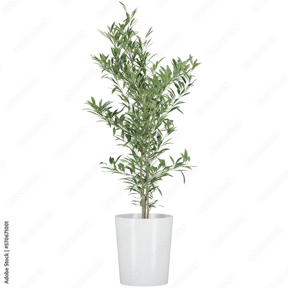 Fototapeta premium indoor decoration plant in pot, isolated on transparent or white background, photoreal 3d render