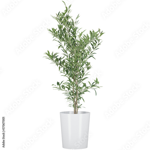 indoor decoration plant in pot, isolated on transparent or white background, photoreal 3d render