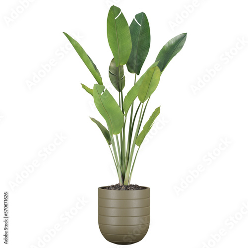indoor decoration tropical plant in pot, isolated on transparent or white background, photoreal 3d render
