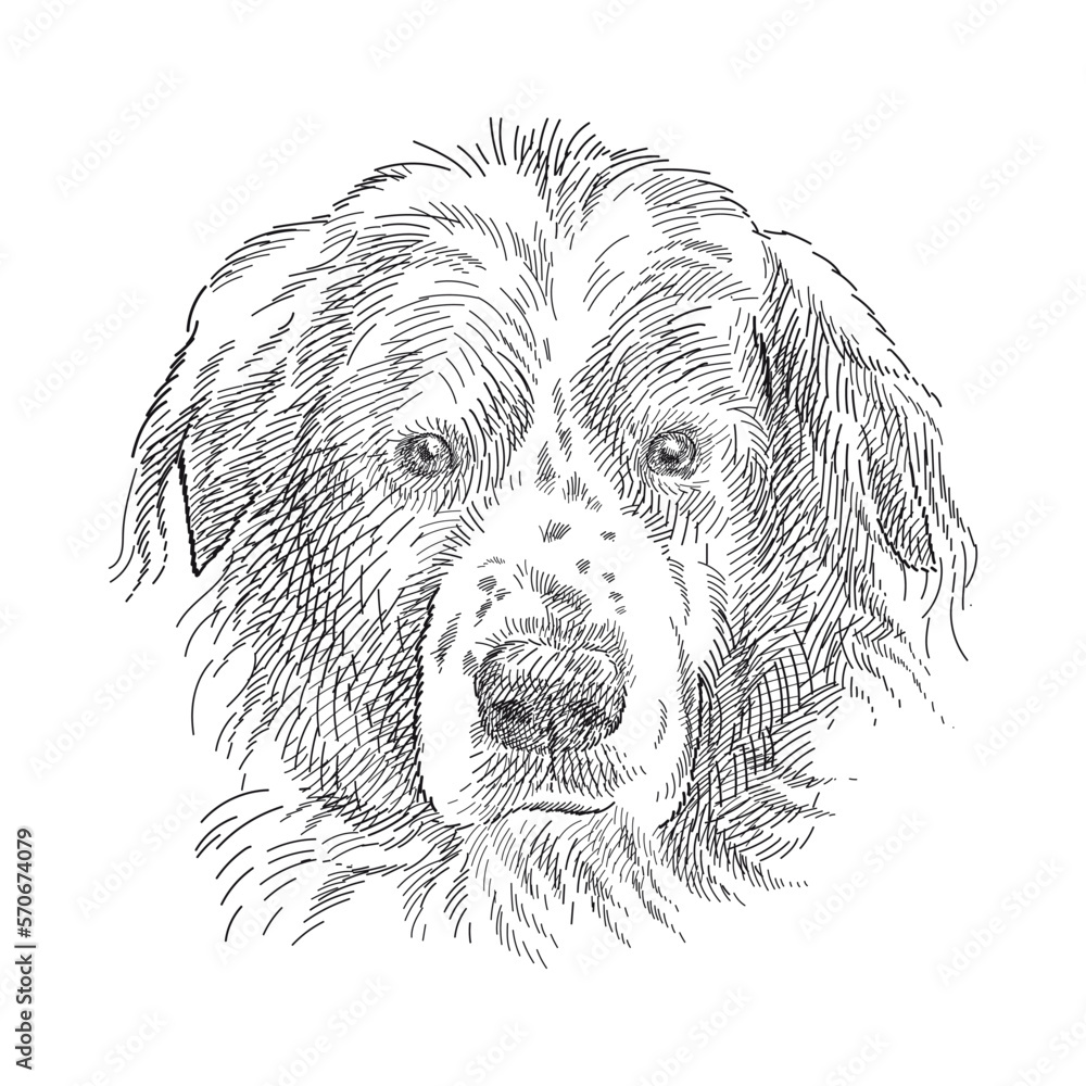 Hand drawn sketch of cute Landseer head in black isolated on white ...