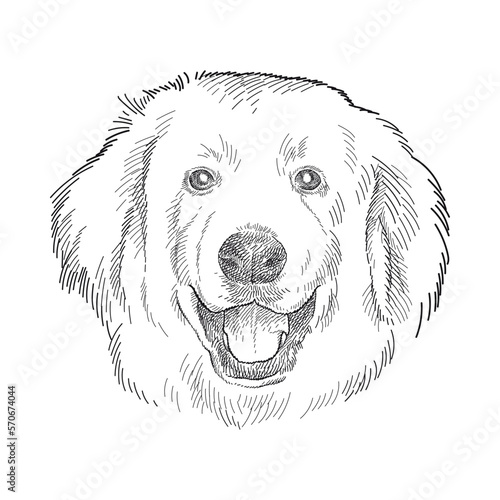 Hand drawn sketch of Pyrenean Mountain Dog or Patou in black isolated on white background.