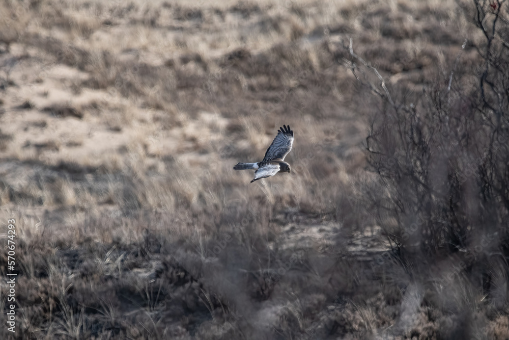 A male northern harrier soaring over dune.