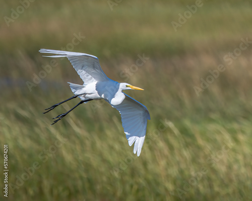 A great egret in flight.
