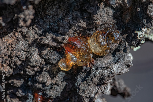 A close up of amber colored sap on tree.