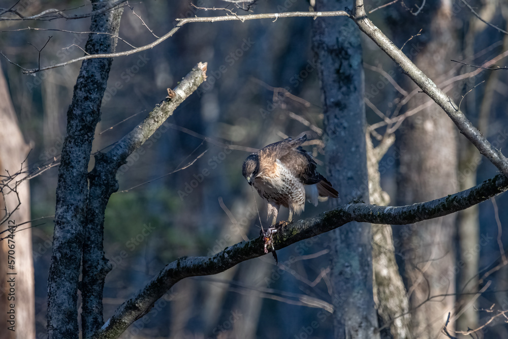 Fototapeta premium Red tailed hawk on a tree branch eating a frog.