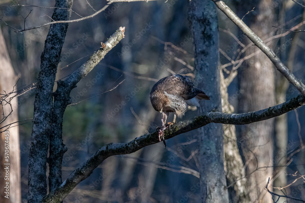 Fototapeta premium Red tailed hawk on a tree branch eating a frog.