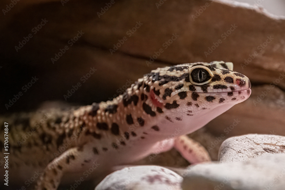 Close up of leopard gecko head. Close up of leopard gecko head.