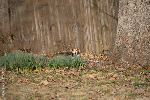 Beagle behind the Bush