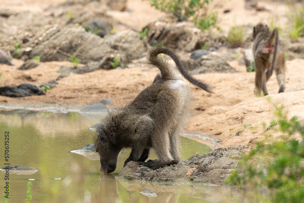 Fototapeta premium Babouin chacma, Papio ursinus , chacma baboon, Parc national Kruger, Afrique du Sud